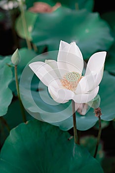 Lotus Flower from Luodong Sports Park, Yilan, Taiwan.