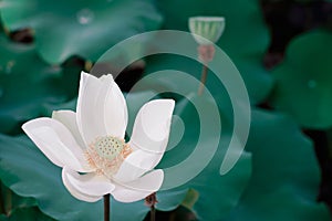 Lotus Flower from Luodong Sports Park, Yilan, Taiwan.