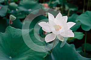 Lotus Flower from Luodong Sports Park, Yilan, Taiwan.