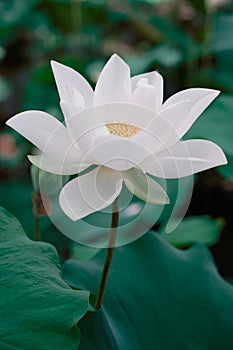 Lotus Flower from Luodong Sports Park, Yilan, Taiwan.