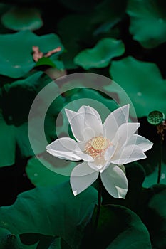 Lotus Flower from Luodong Sports Park, Yilan, Taiwan.