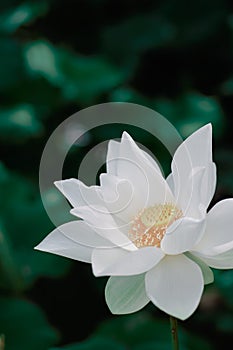 Lotus Flower from Luodong Sports Park, Yilan, Taiwan.