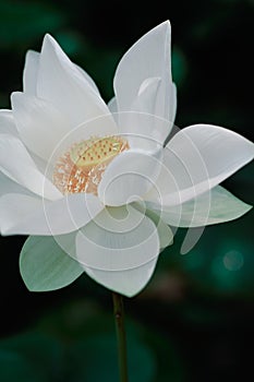 Lotus Flower from Luodong Sports Park, Yilan, Taiwan.