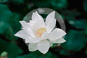 Lotus Flower from Luodong Sports Park, Yilan, Taiwan.