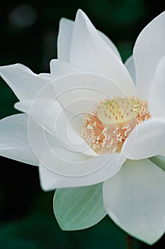 Lotus Flower from Luodong Sports Park, Yilan, Taiwan.