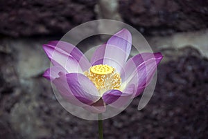 Lotus flower in Malaysia