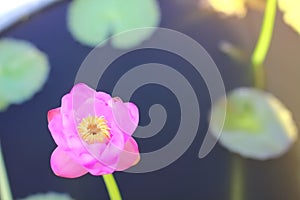 Macro photo of lotus flower it may be design to your design graphic