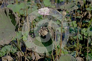 lotus flower in natural pond that is withering brown