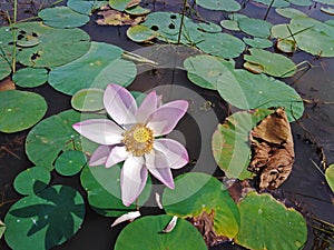Lotus flower in nature. Lotus flower with green leaves. Aquatic plants on the pond.