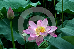 Lotus flower and nelumbinis