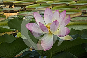 The Lotus flower Nelumbo nucifera.