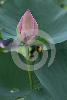 Lotus flower nelumbo nucifera
