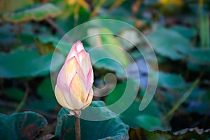 Lotus flower (Lotus or Nelumbo photo