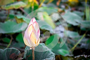 Lotus flower (Lotus or Nelumbo photo