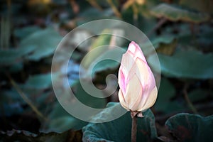 Lotus flower (Lotus or Nelumbo photo