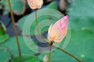 Lotus flower (Lotus or Nelumbo photo