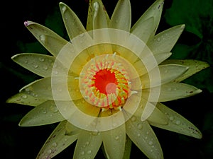 Lotus