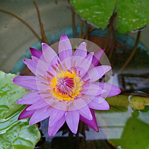 Lotus flower & x28;Nymphaea& x29;