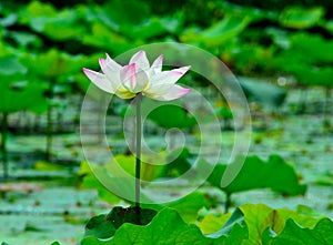 The lotus flower opens to reveal