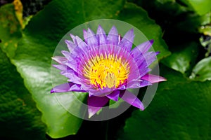 Lotus flower for opject backgrounds