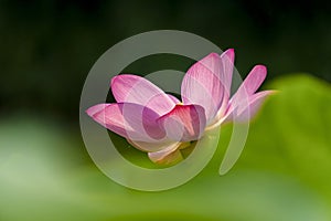 Lotus flower in park