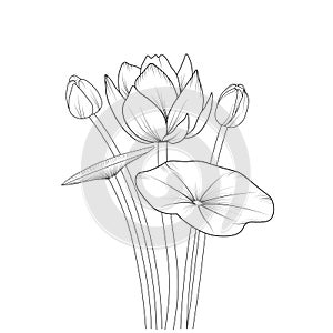 Lotus flower pencil art, Black and white outline vector coloring page and book for adults and children flowers waterlily,