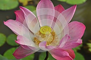 Lotus flower perfect details closeup