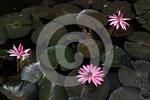 lotus flower philosophy