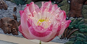 A lotus flower, pink, blooming, beautiful, sweet, bright, one flower, close-up