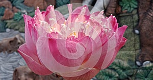 A lotus flower, pink, blooming, beautiful, sweet, bright, one flower, close-up