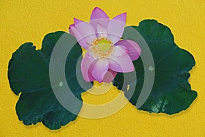 Lotus flower pink and green lotus leaves against gold wall background. Have clipping path