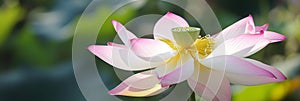 Lotus flower with pink-tipped petals opening above green leaves, in a natural and bright environment