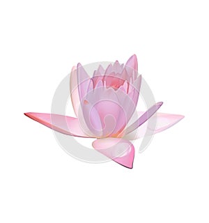 Lotus flower or pink water lily.Vector.