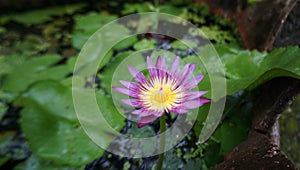 Lotus Flower Pink,yellow flowers born from water