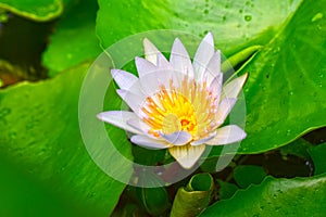 Lotus flower planted in the pond That has begun to bloom With beautiful