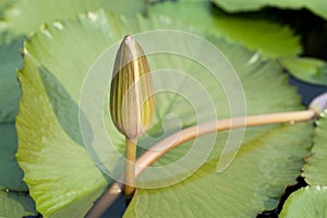 Lotus flower plants