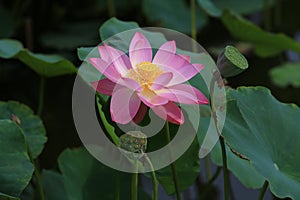 Lotus flower