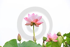 Lotus flower