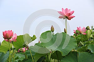 Lotus flower