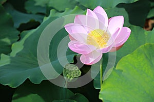 Lotus flower