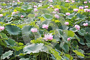 Lotus flower