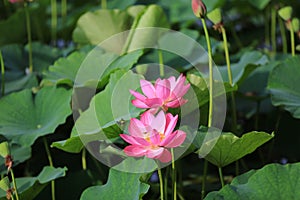 Lotus flower
