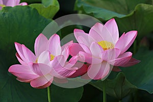 Lotus flower