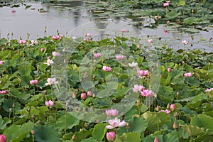 Lotus flower