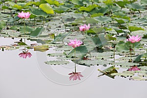 Lotus flower