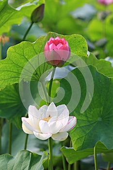 Lotus flower