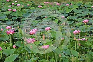 Lotus flower