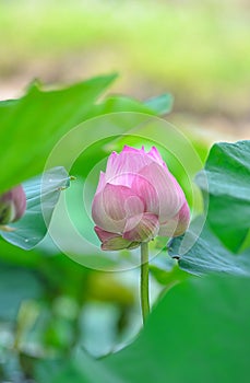 Lotus flower plants on a background