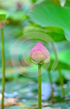 Lotus flower plants on a background