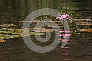 Lotus Flower photo